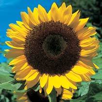 Sunflower SeedCell