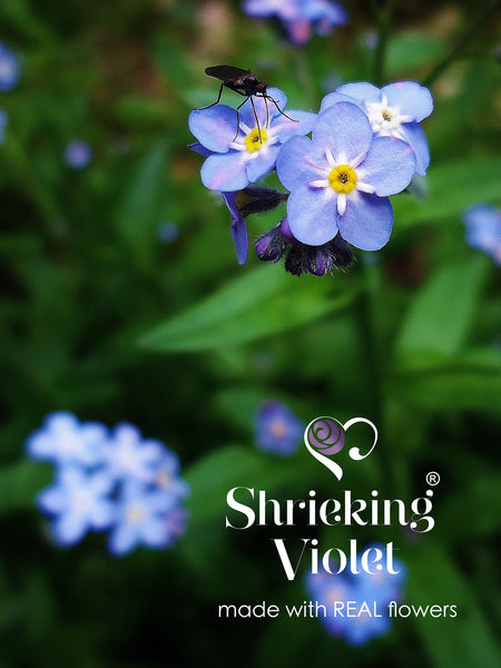 Sterling Silver Drop Earrings - Forget-Me-Not -Teardrop